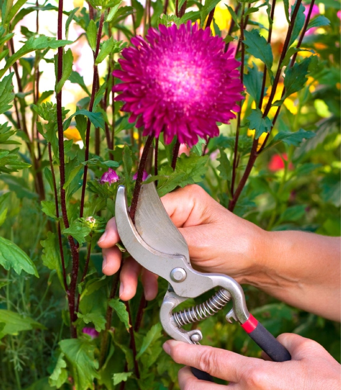 Taille d’une fleur rose au sécateur dans un jardin